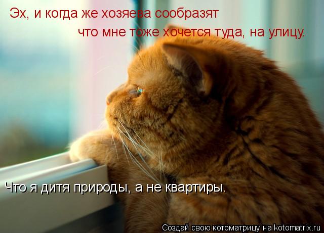 Эх, и когда же хозяева сообразят что мне тоже хочется туда, на улицу. Что я дитя природы, а не кварти... Котоматрица: Эх, и когда же хозяева сообразят что мне тоже хочется туда, на улицу. Что я дитя природы, а не квартиры.