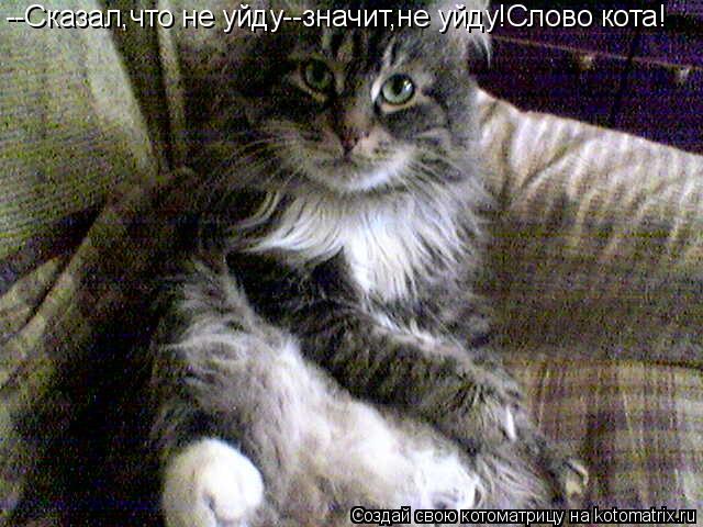 --Сказал,что не уйду--значит,не уйду!Слово кота!... Котоматрица: --Сказал,что не уйду--значит,не уйду!Слово кота!