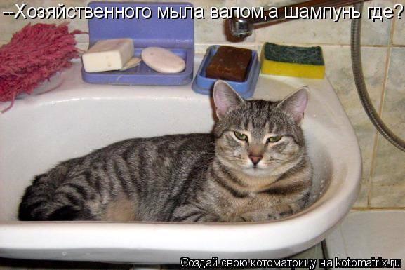 --Хозяйственного мыла валом,а шампунь где?... Котоматрица: --Хозяйственного мыла валом,а шампунь где?