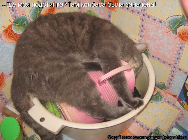 --Где моя подстилка?Там колбаса была заначена!... Котоматрица: --Где моя подстилка?Там колбаса была заначена!