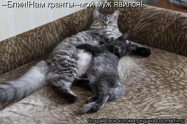 --Блин!Нам кранты--мой муж явился!... Котоматрица: --Блин!Нам кранты--мой муж явился!