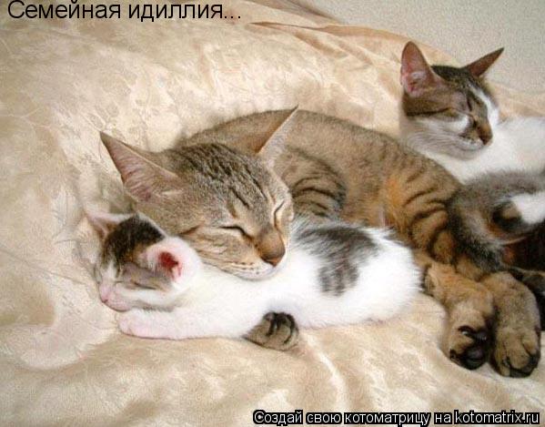 Семейная идиллия...... Котоматрица: Семейная идиллия...