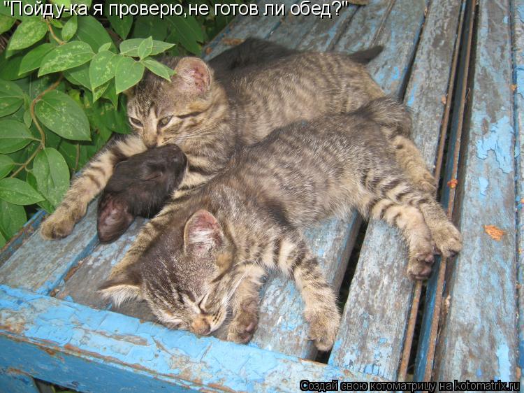 "Пойду-ка я проверю,не готов ли обед?"... Котоматрица: "Пойду-ка я проверю,не готов ли обед?"