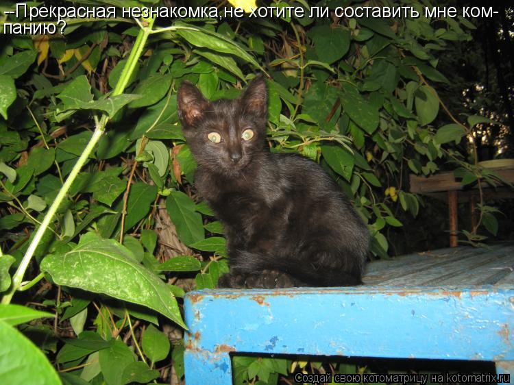 --Прекрасная незнакомка,не хотите ли составить мне ком- панию?... Котоматрица: --Прекрасная незнакомка,не хотите ли составить мне ком- панию?
