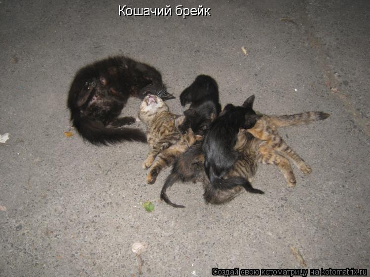Кошачий брейк... Котоматрица: Кошачий брейк