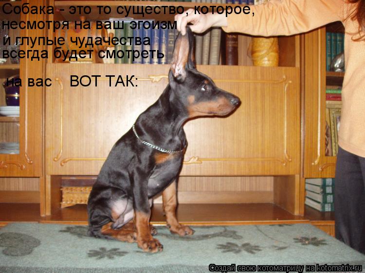 Собака - это то существо, которое, и глупые чудачества несмотря на ваш эгоизм всегда будет смотреть н... Котоматрица: Собака - это то существо, которое, и глупые чудачества несмотря на ваш эгоизм всегда будет смотреть на вас ВОТ ТАК: