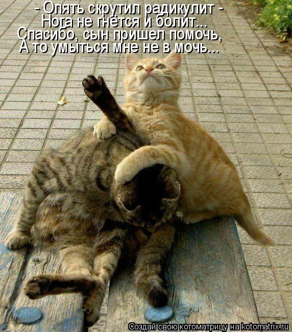 - Опять скрутил радикулит - Нога не гнётся и болит... Спасибо, сын пришел помочь, А то умыться мне ... Котоматрица: - Опять скрутил радикулит - Нога не гнётся и болит... Спасибо, сын пришел помочь, А то умыться мне не в мочь...