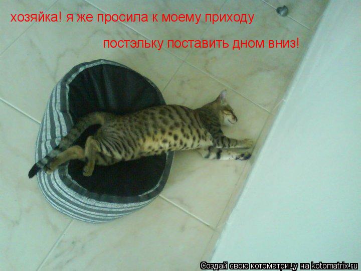 хозяйка! я же просила к моему приходу постэльку поставить дном вниз!... Котоматрица: хозяйка! я же просила к моему приходу постэльку поставить дном вниз!