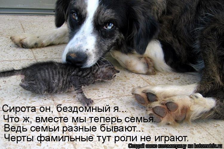 Сирота он, бездомный я... Что ж, вместе мы теперь семья. Ведь семьи разные бывают... Черты фамильные ... Котоматрица: Сирота он, бездомный я... Что ж, вместе мы теперь семья. Ведь семьи разные бывают... Черты фамильные тут роли не играют.
