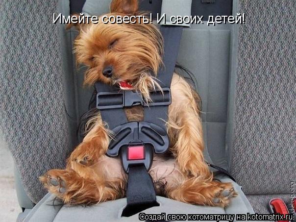 Имейте совесть! И своих детей!... Котоматрица: Имейте совесть! И своих детей!
