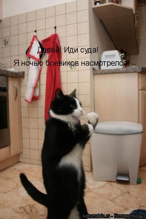 Давай! Иди суда! Я ночью боевиков насмотрелся!... Котоматрица: Давай! Иди суда! Я ночью боевиков насмотрелся!