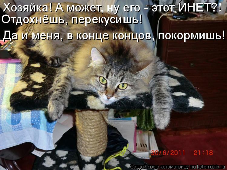 Хозяйка! А может, ну его - этот ИНЕТ?! Отдохнёшь, перекусишь! Да и меня, в конце концов, покормишь!... Котоматрица: Хозяйка! А может, ну его - этот ИНЕТ?! Отдохнёшь, перекусишь! Да и меня, в конце концов, покормишь!