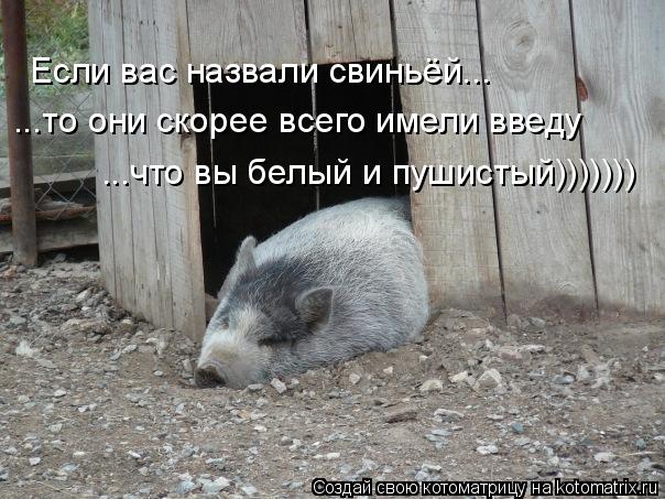 Если вас назвали свиньёй... ...то они скорее всего имели введу ...что вы белый и пушистый)))))))... Котоматрица: Если вас назвали свиньёй... ...то они скорее всего имели введу ...что вы белый и пушистый)))))))