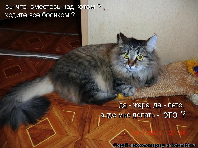 вы что, смеетесь над котом ? ходите все босиком ?! да - жара, да - лето, а где мне делать - это ?... Котоматрица: вы что, смеетесь над котом ? ходите все босиком ?! да - жара, да - лето, а где мне делать - это ?