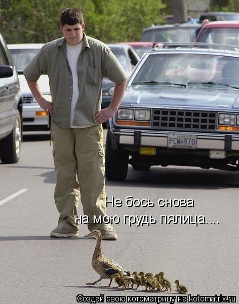 Не бось снова на мою грудь пялица....... Котоматрица: Не бось снова на мою грудь пялица....