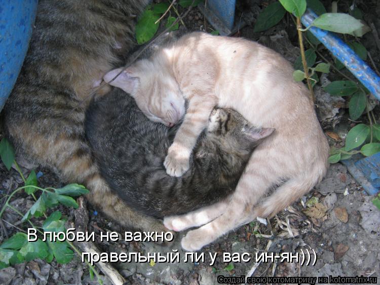 В любви не важно правельный ли у вас ин-ян)))... Котоматрица: В любви не важно правельный ли у вас ин-ян)))