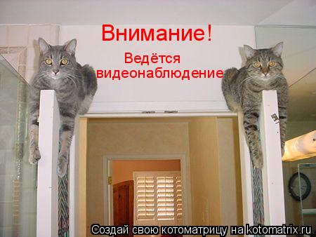 Внимание! Ведётся видеонаблюдение... Котоматрица: Внимание! Ведётся видеонаблюдение