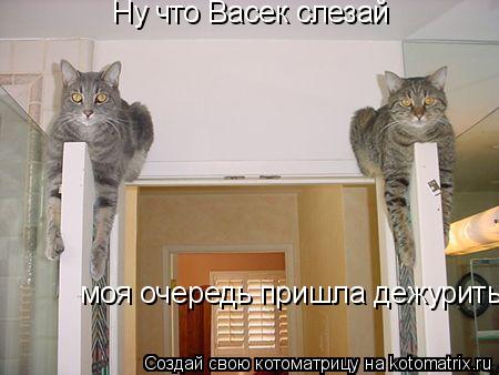 Ну что Васек слезай моя очередь пришла дежурить... Котоматрица: Ну что Васек слезай моя очередь пришла дежурить