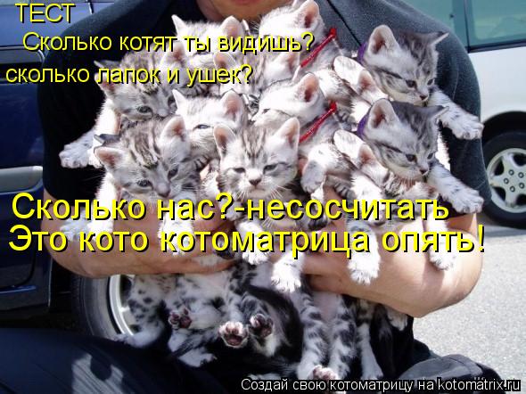 ТЕСТ Сколько котят ты видишь? сколько лапок и ушек? Сколько нас?-несосчитать Это кото котоматрица опя... Котоматрица: ТЕСТ Сколько котят ты видишь? сколько лапок и ушек? Сколько нас?-несосчитать Это кото котоматрица опять!