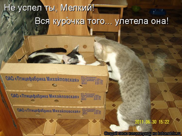 Не успел ты, Мелкий! Вся курочка того... улетела она!... Котоматрица: Не успел ты, Мелкий! Вся курочка того... улетела она!