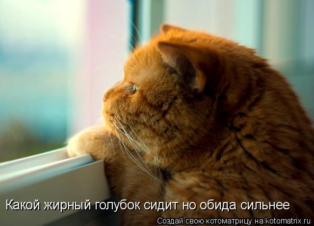 Какой жирный голубок сидит но обида сильнее... Котоматрица: Какой жирный голубок сидит но обида сильнее