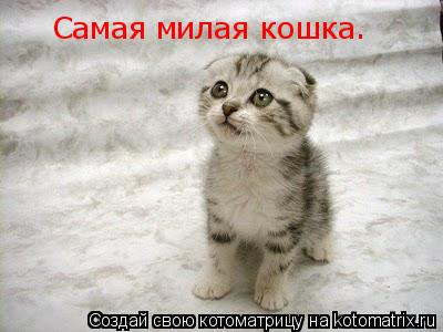 Самая милая кошка.... Котоматрица: Самая милая кошка.