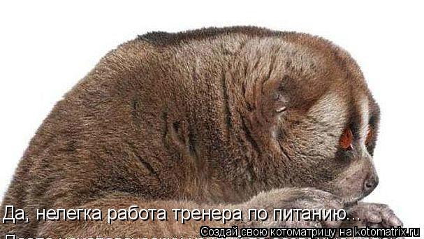 Да, нелегка работа тренера по питанию...... Котоматрица: Да, нелегка работа тренера по питанию...