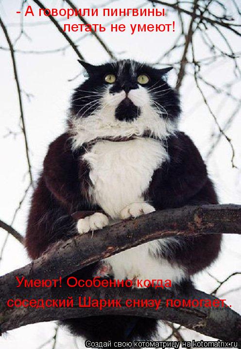 - А говорили пингвины летать не умеют! Умеют! Особенно когда соседский Шарик снизу помогает..... Котоматрица: - А говорили пингвины летать не умеют! Умеют! Особенно когда соседский Шарик снизу помогает..