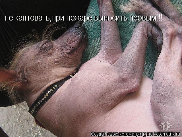 не кантовать,при пожаре выносить первым!!!... Котоматрица: не кантовать,при пожаре выносить первым!!!