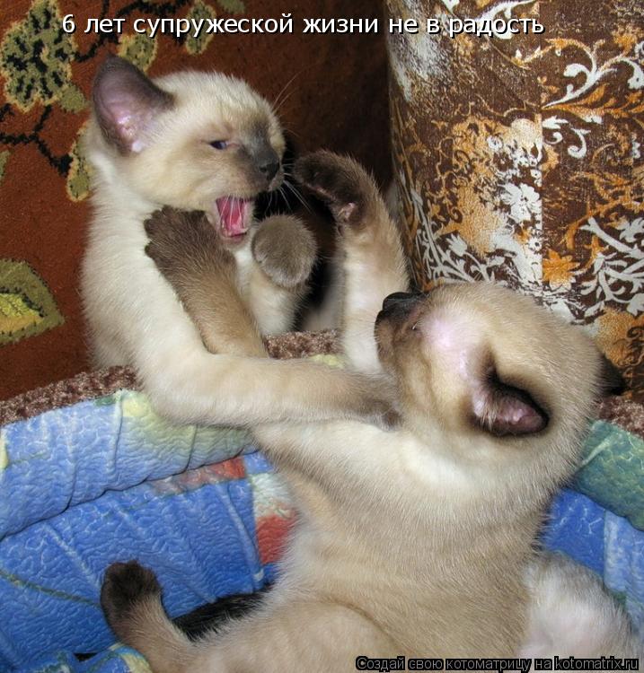 6 лет супружеской жизни не в радость... Котоматрица: 6 лет супружеской жизни не в радость