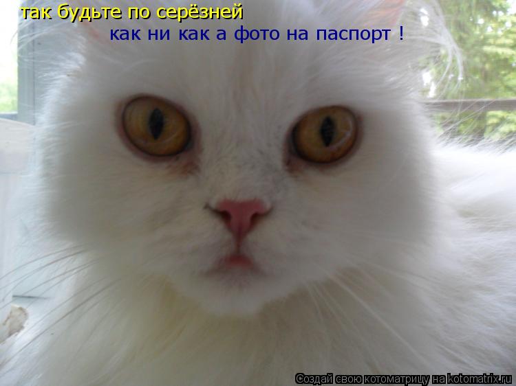 так будьте по серёзней как ни как а фото на паспорт !... Котоматрица: так будьте по серёзней как ни как а фото на паспорт !