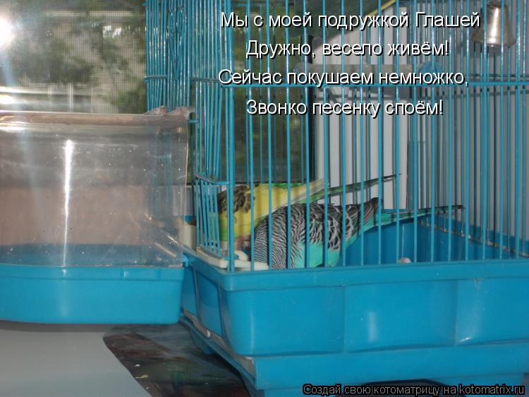Мы с моей подружкой Глашей Дружно, весело живём! Сейчас покушаем немножко, Звонко песенку споём!... Котоматрица: Мы с моей подружкой Глашей Дружно, весело живём! Сейчас покушаем немножко, Звонко песенку споём!