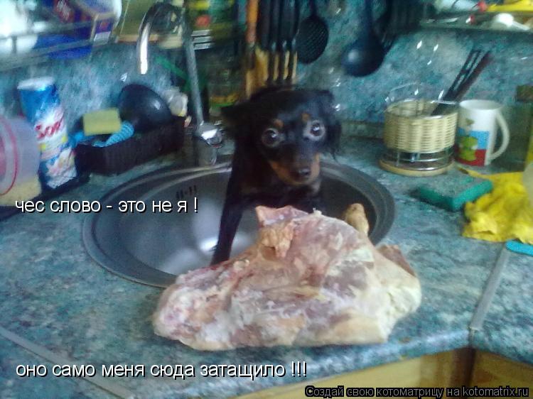 чес слово - это не я ! оно само меня сюда затащило !!!... Котоматрица: чес слово - это не я ! оно само меня сюда затащило !!!