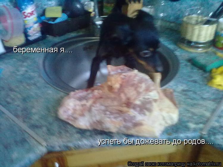 беременная я.... успеть бы дожевать до родов....... Котоматрица: беременная я.... успеть бы дожевать до родов....