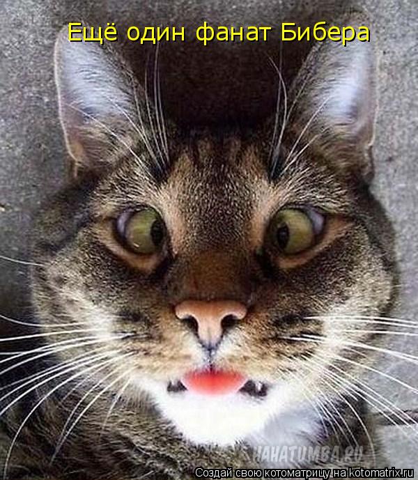 Ещё один фанат Бибера... Котоматрица: Ещё один фанат Бибера
