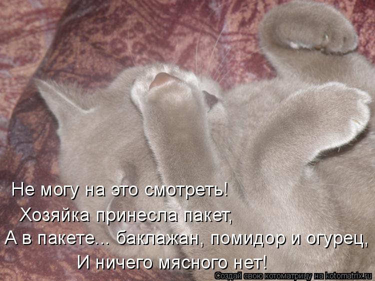 Не могу на это смотреть! Хозяйка принесла пакет, А в пакете... баклажан, помидор и огурец, И ничего м... Котоматрица: Не могу на это смотреть! Хозяйка принесла пакет, А в пакете... баклажан, помидор и огурец, И ничего мясного нет!