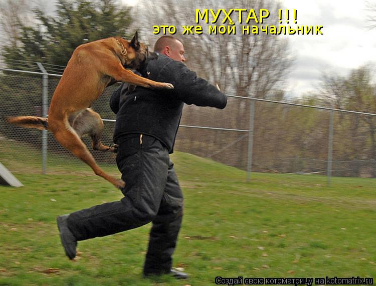 МУХТАР !!! это же мой начальник... Котоматрица: МУХТАР !!! это же мой начальник