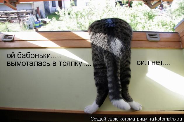 ой бабоньки..... вымоталась в тряпку..... сил нет....... Котоматрица: ой бабоньки..... вымоталась в тряпку..... сил нет....