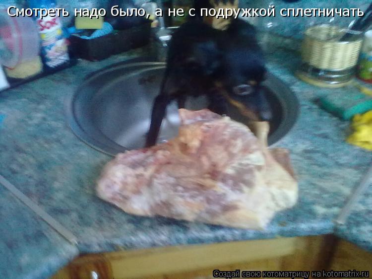 Смотреть надо было, а не с подружкой сплетничать... Котоматрица: Смотреть надо было, а не с подружкой сплетничать