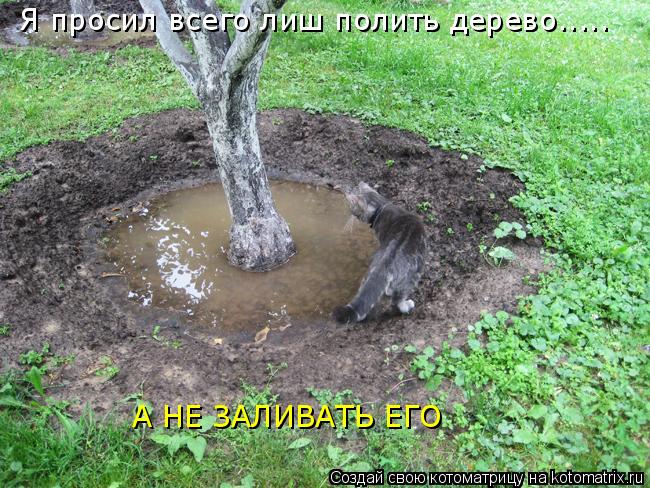 Я просил всего лиш полить дерево..... А НЕ ЗАЛИВАТЬ ЕГО... Котоматрица: Я просил всего лиш полить дерево..... А НЕ ЗАЛИВАТЬ ЕГО