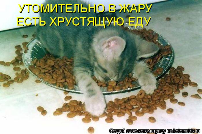 УТОМИТЕЛЬНО В ЖАРУ ЕСТЬ ХРУСТЯЩУЮ ЕДУ... Котоматрица: УТОМИТЕЛЬНО В ЖАРУ ЕСТЬ ХРУСТЯЩУЮ ЕДУ