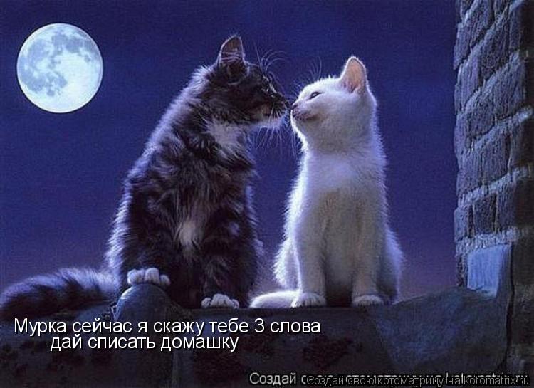Мурка сейчас я скажу тебе 3 слова дай списать домашку... Котоматрица: Мурка сейчас я скажу тебе 3 слова дай списать домашку