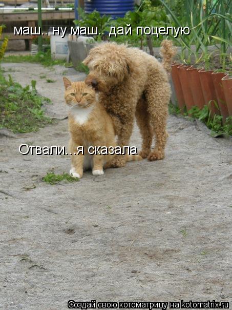маш.. ну маш.. дай поцелую Отвали...я сказала... Котоматрица: маш.. ну маш.. дай поцелую Отвали...я сказала