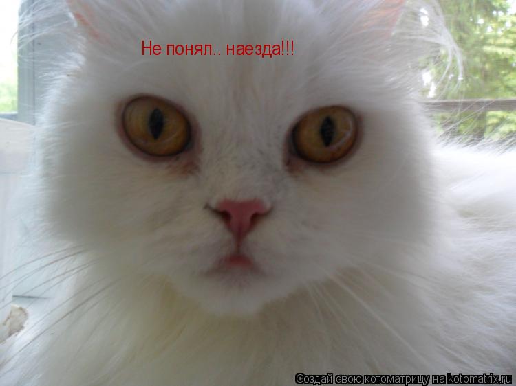Не понял.. наезда!!!... Котоматрица: Не понял.. наезда!!!