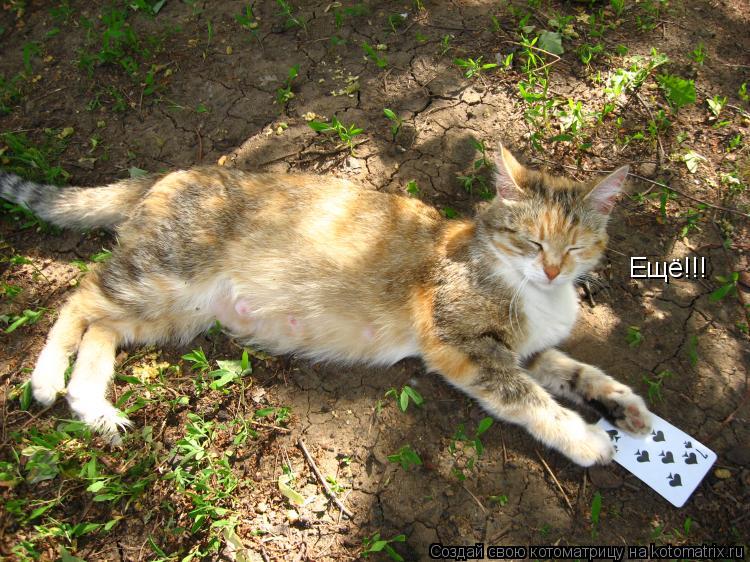 Ещё!!!... Котоматрица: Ещё!!!