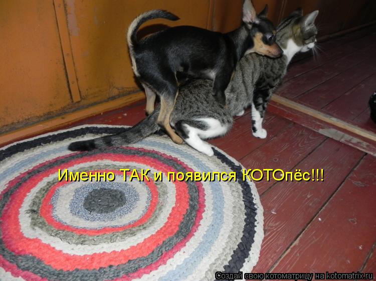Именно ТАК и появился КОТОпёс!!!... Котоматрица: Именно ТАК и появился КОТОпёс!!!