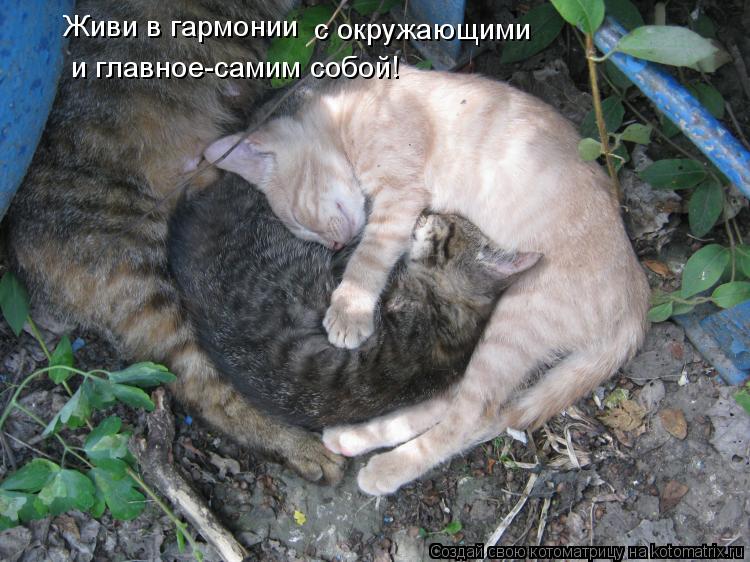 Живи в гармонии с окружающими и главное-самим собой!... Котоматрица: Живи в гармонии с окружающими и главное-самим собой!