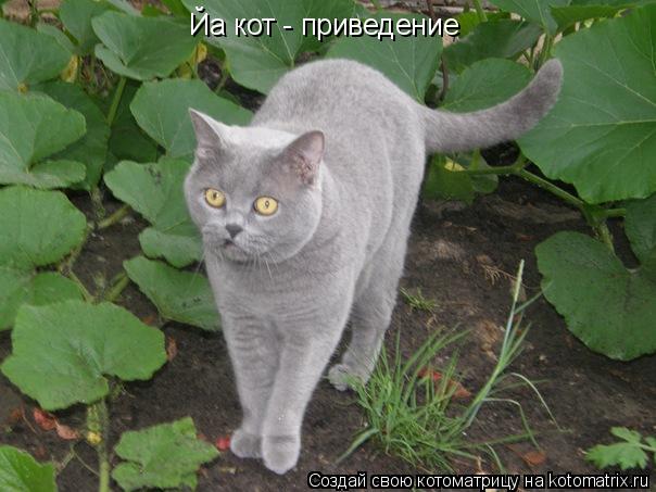 Йа кот - приведение... Котоматрица: Йа кот - приведение