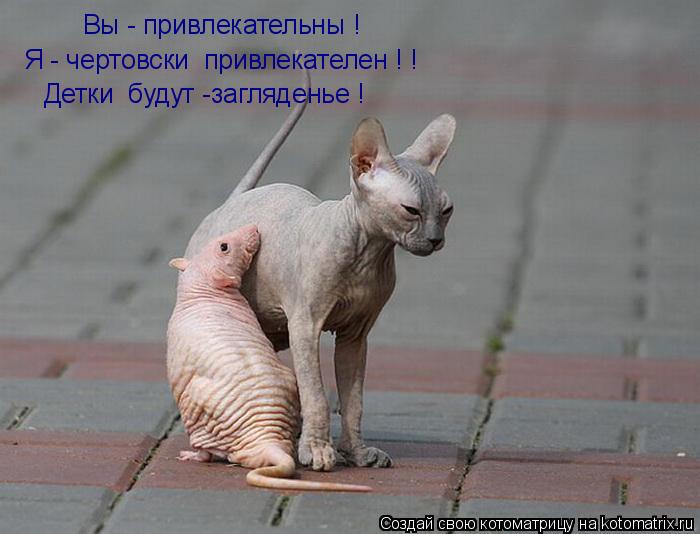Вы - привлекательны ! Я - чертовски привлекателен ! ! Детки будут -загляденье !... Котоматрица: Вы - привлекательны ! Я - чертовски привлекателен ! ! Детки будут -загляденье !
