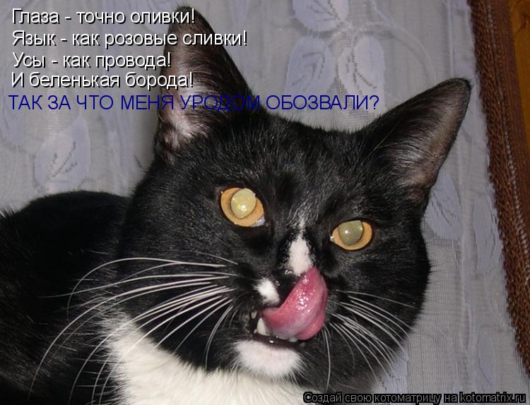 Глаза - точно оливки! Язык - как розовые сливки! Усы - как провода! И беленькая борода! ТАК ЗА ЧТО МЕ... Котоматрица: Глаза - точно оливки! Язык - как розовые сливки! Усы - как провода! И беленькая борода! ТАК ЗА ЧТО МЕНЯ УРОДОМ ОБОЗВАЛИ?